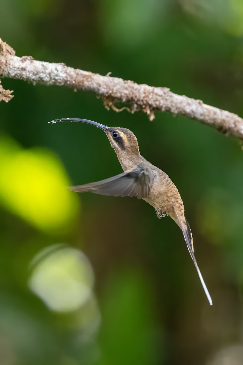 Long-billed Hermit - Sandy & Bob Sipe