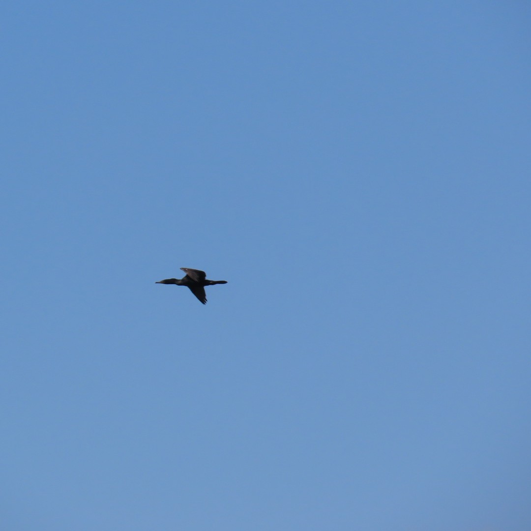 Double-crested Cormorant - ML617362913