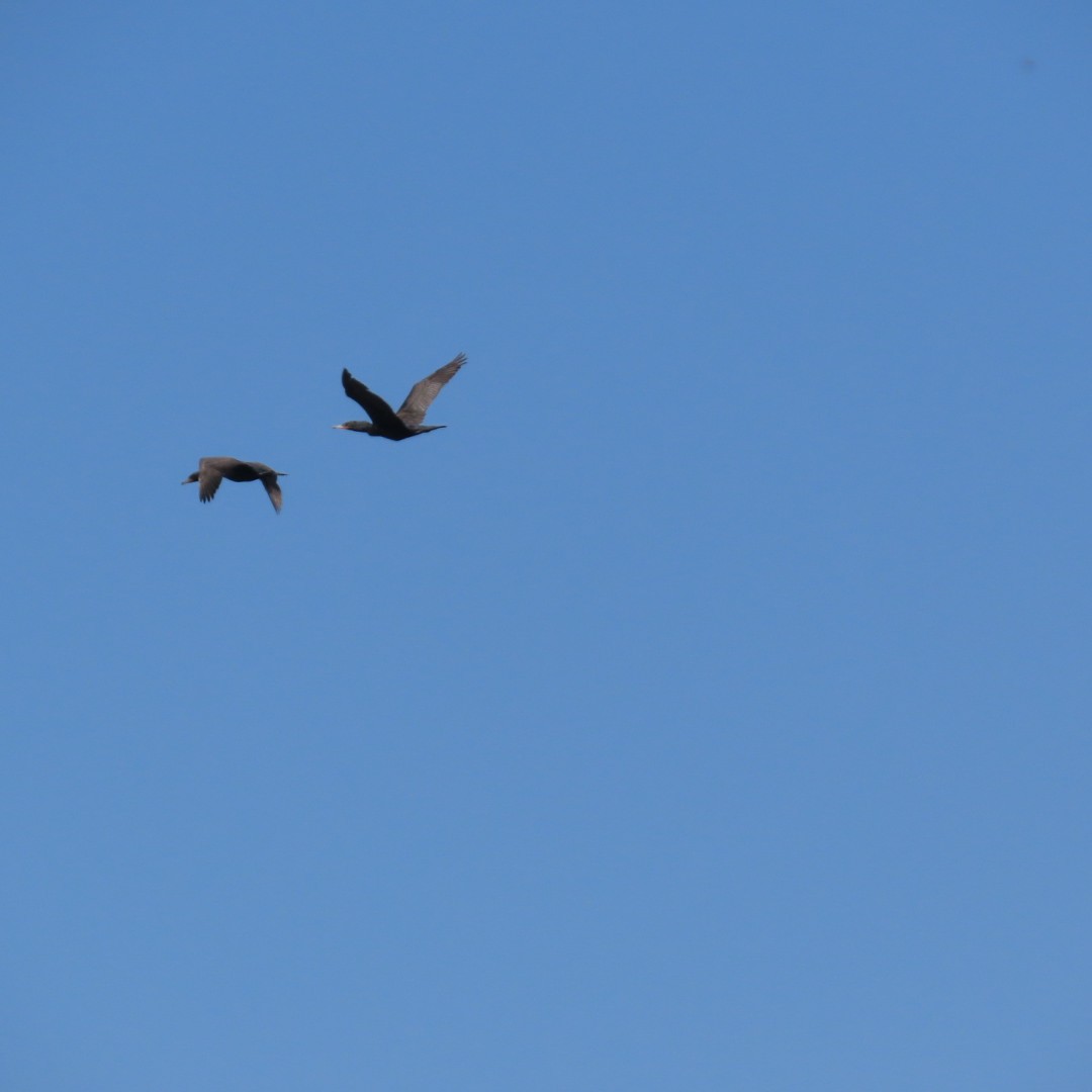 Double-crested Cormorant - ML617362914