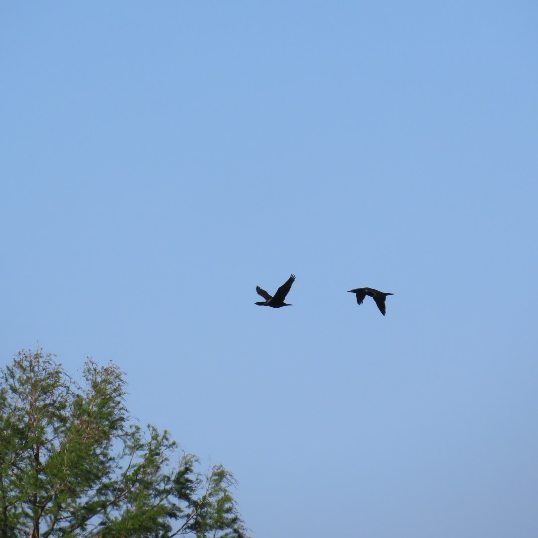 Double-crested Cormorant - robert lethco