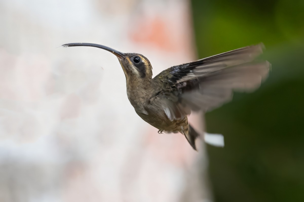 kolibřík tmavolící - ML617362919