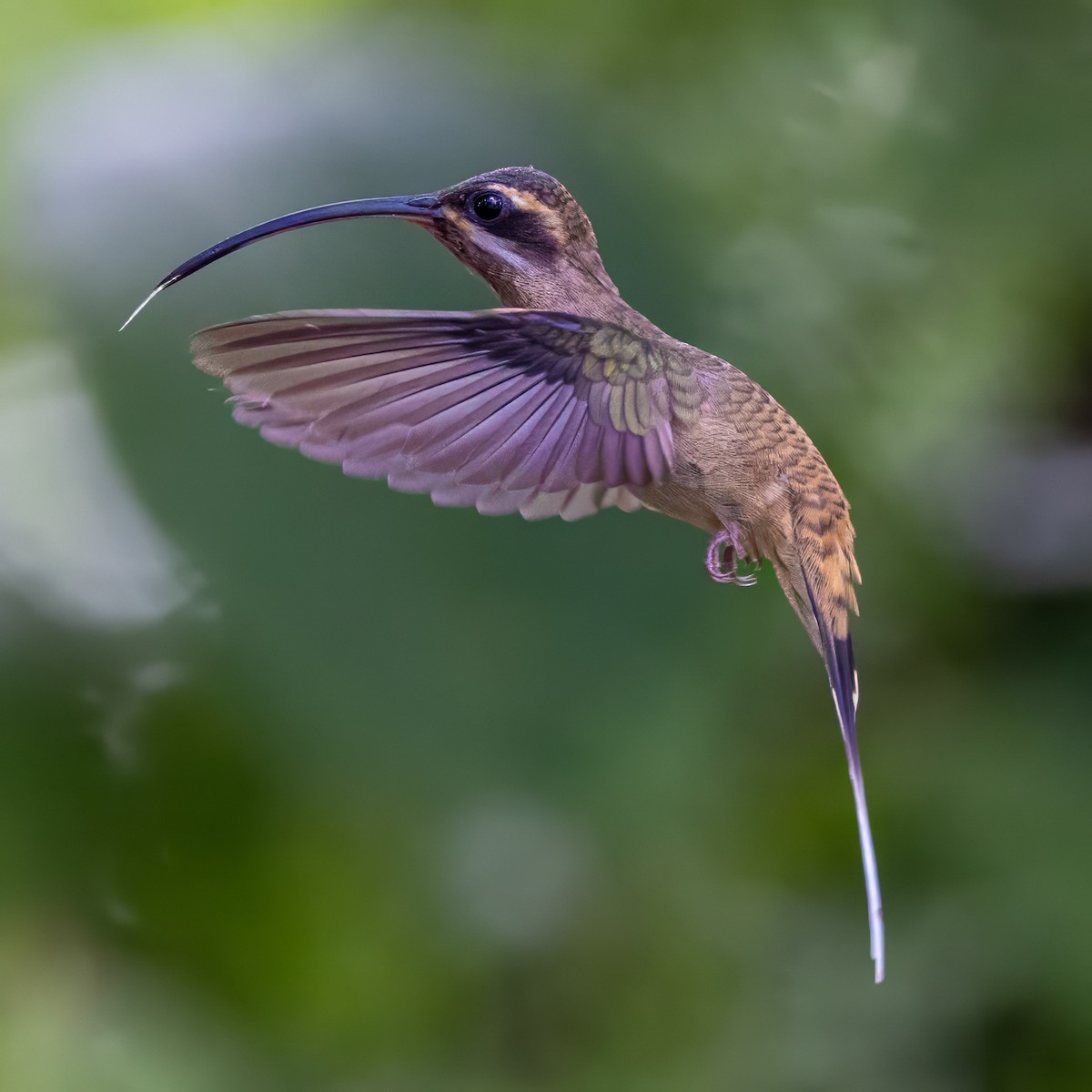 Long-billed Hermit - Sandy & Bob Sipe