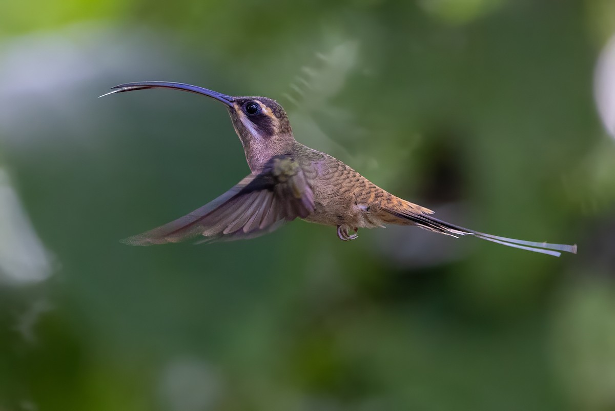 Long-billed Hermit - Sandy & Bob Sipe