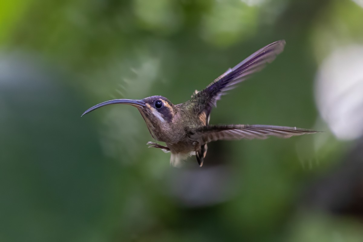 Long-billed Hermit - Sandy & Bob Sipe