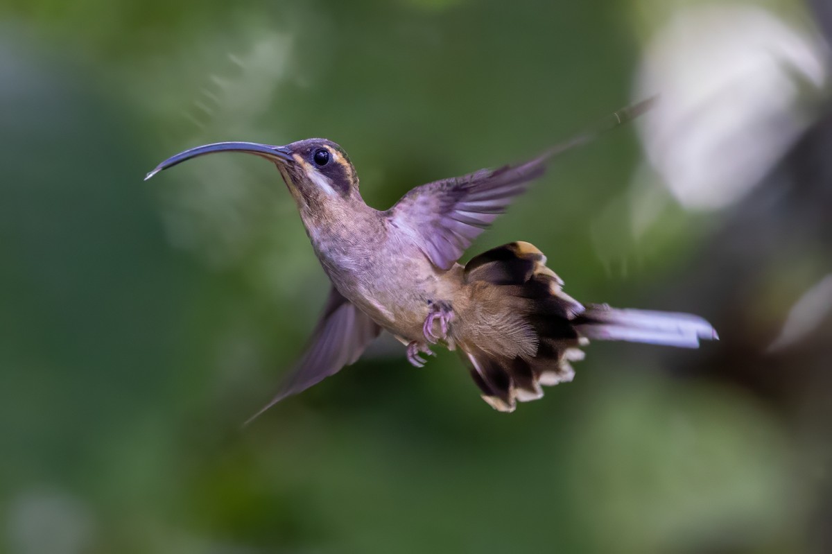 Long-billed Hermit - Sandy & Bob Sipe