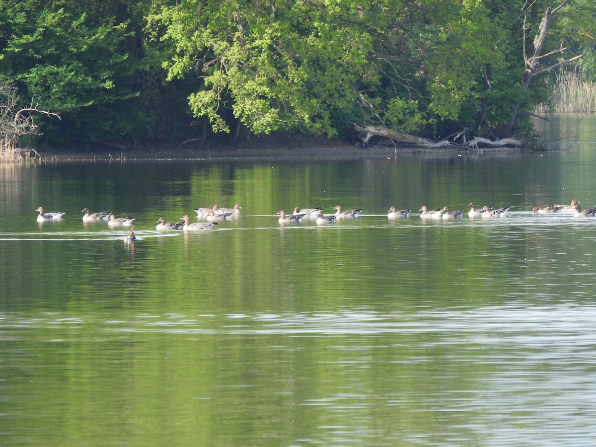 Tundra Bean-Goose - ML617362959