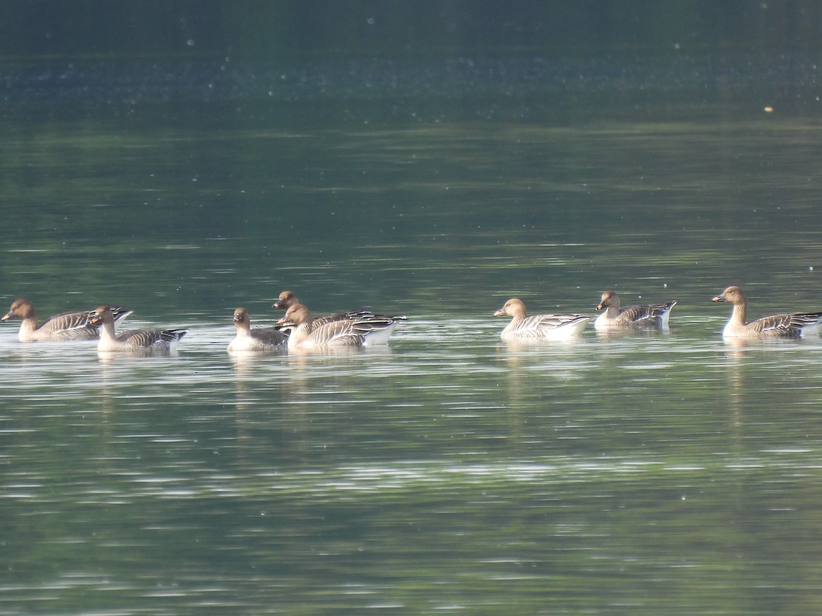 Tundra Bean-Goose - ML617362960