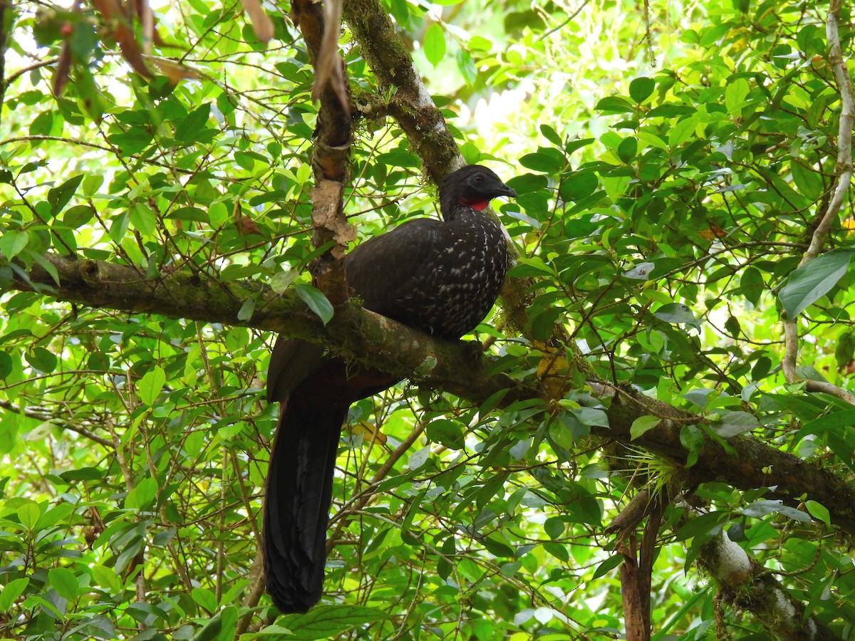 Crested Guan - ML617362965