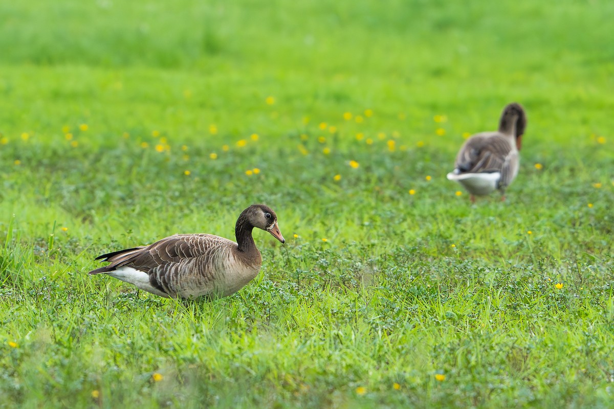 Graylag x Canada Goose (hybrid) - ML617362988