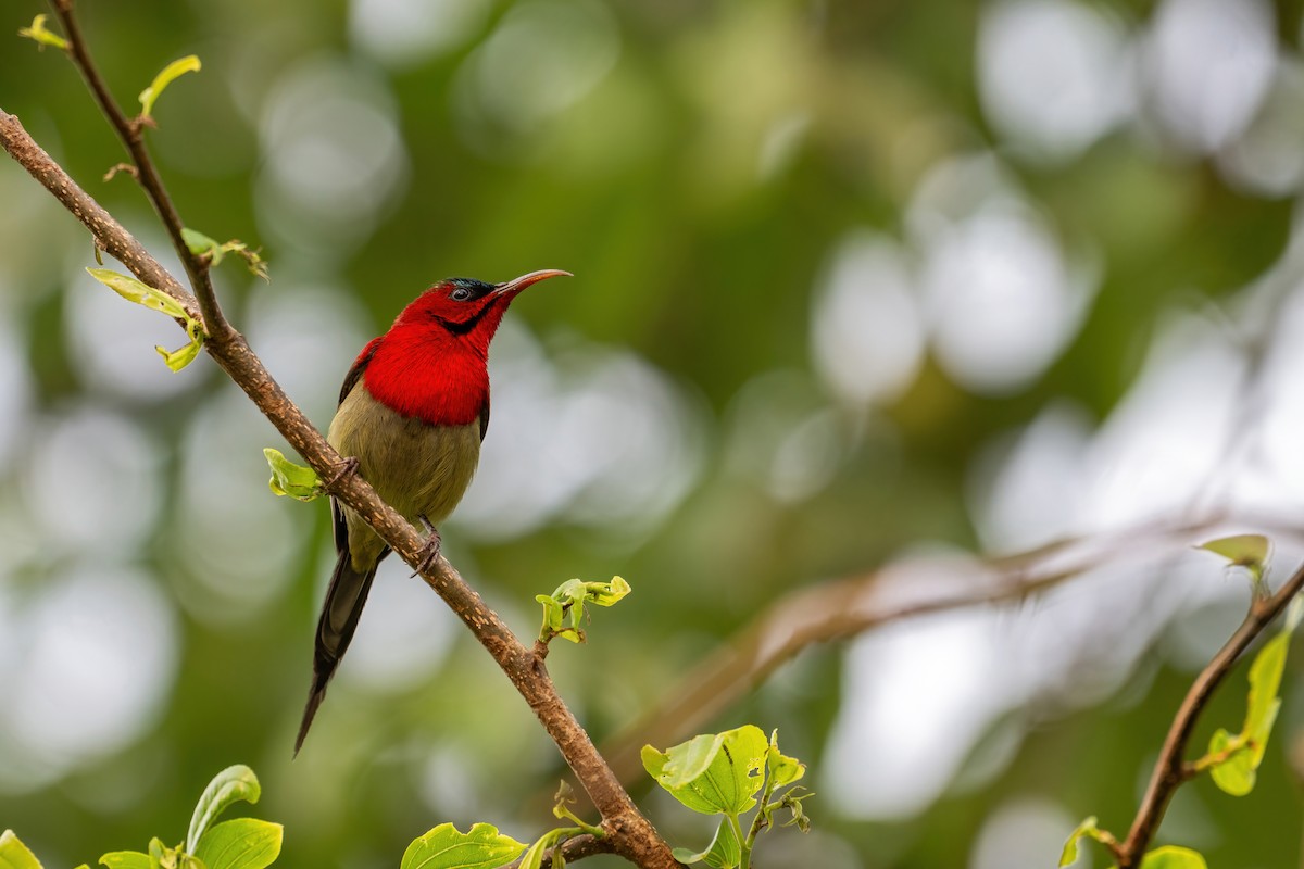 Crimson Sunbird - ML617362991