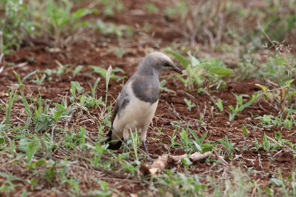 Fischer's Starling - ML617363042