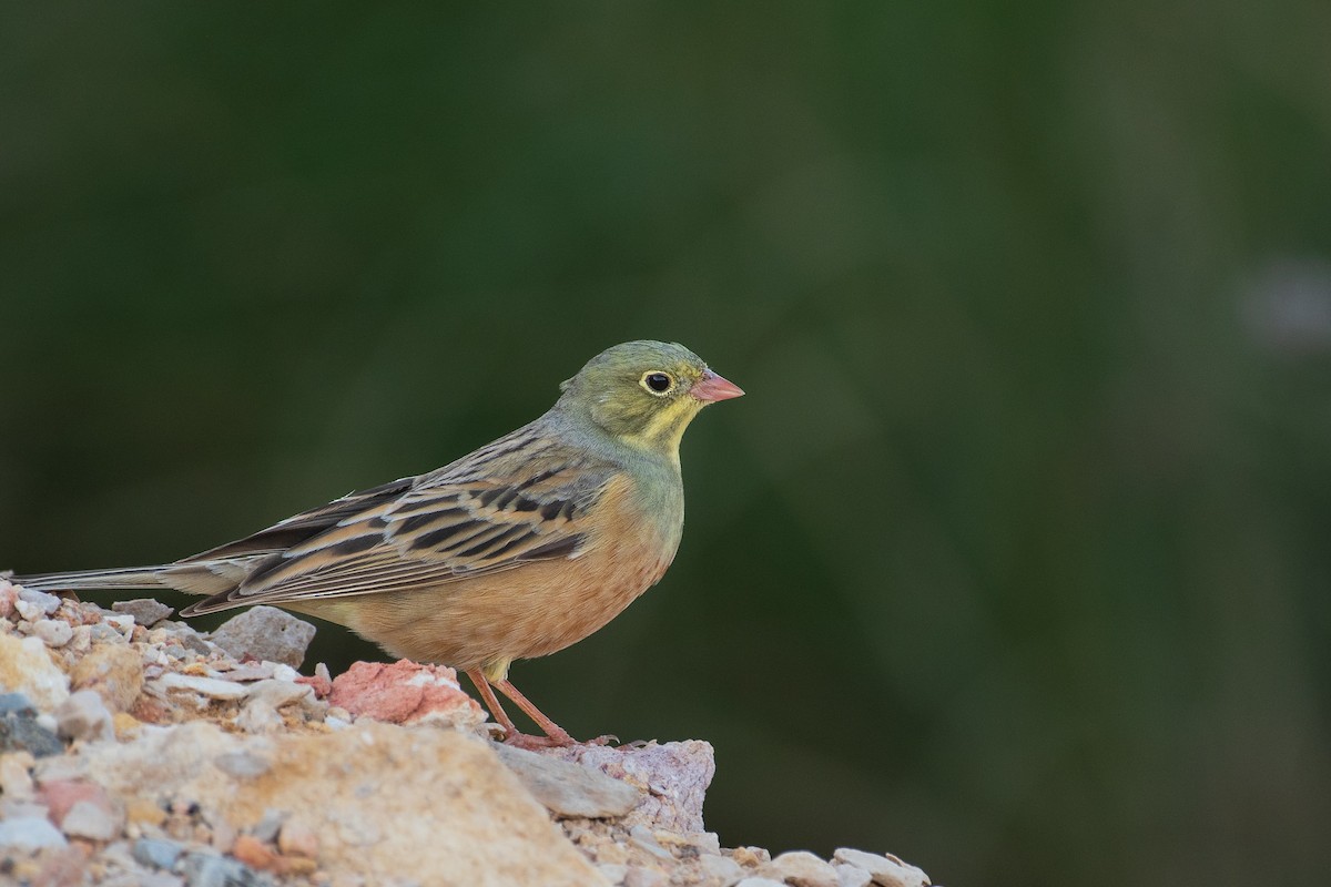 Ortolan Bunting - ML617363094