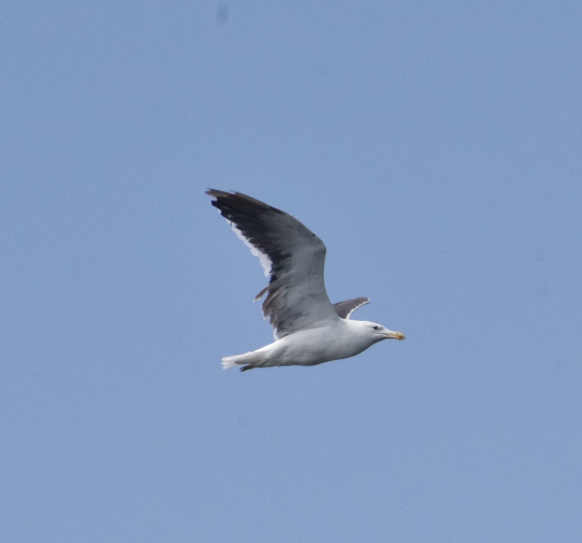 Kelp Gull - Reynaldo Valdivia Reyes