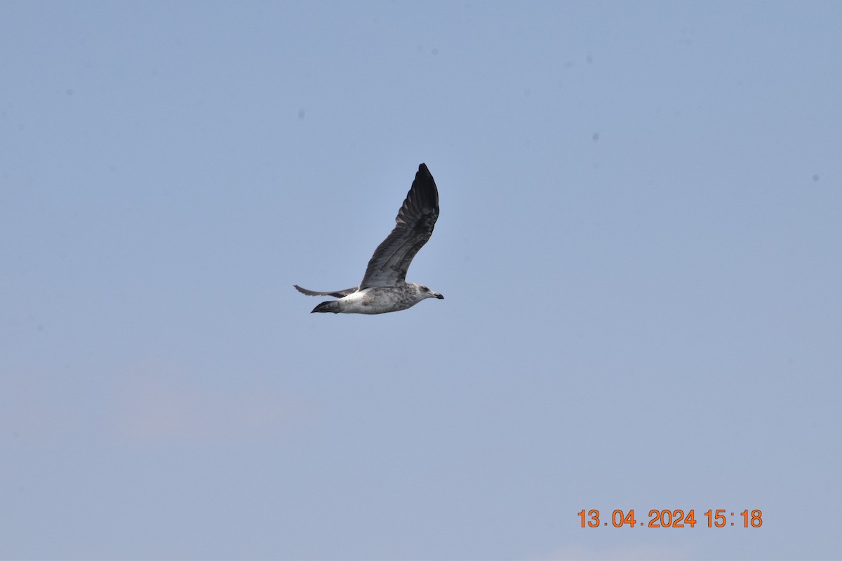 Kelp Gull - Reynaldo Valdivia Reyes