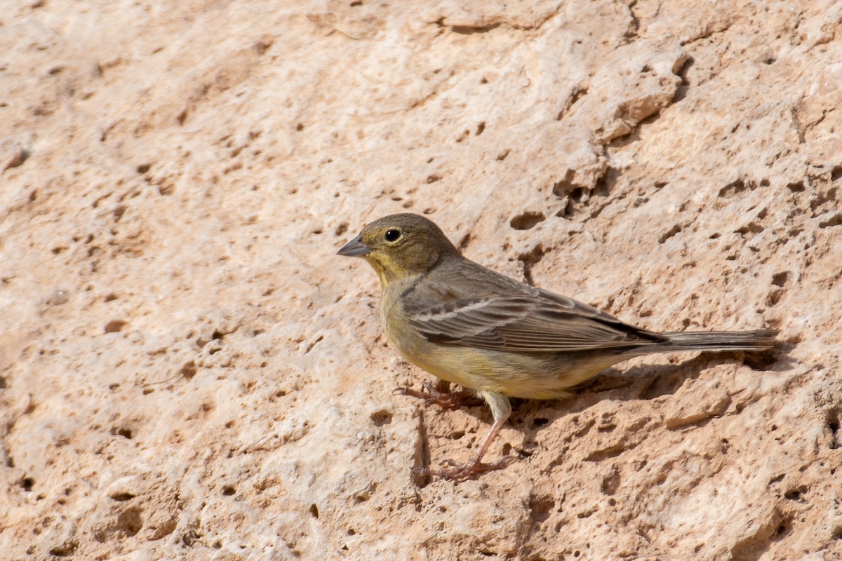 Cinereous Bunting - ML617363121