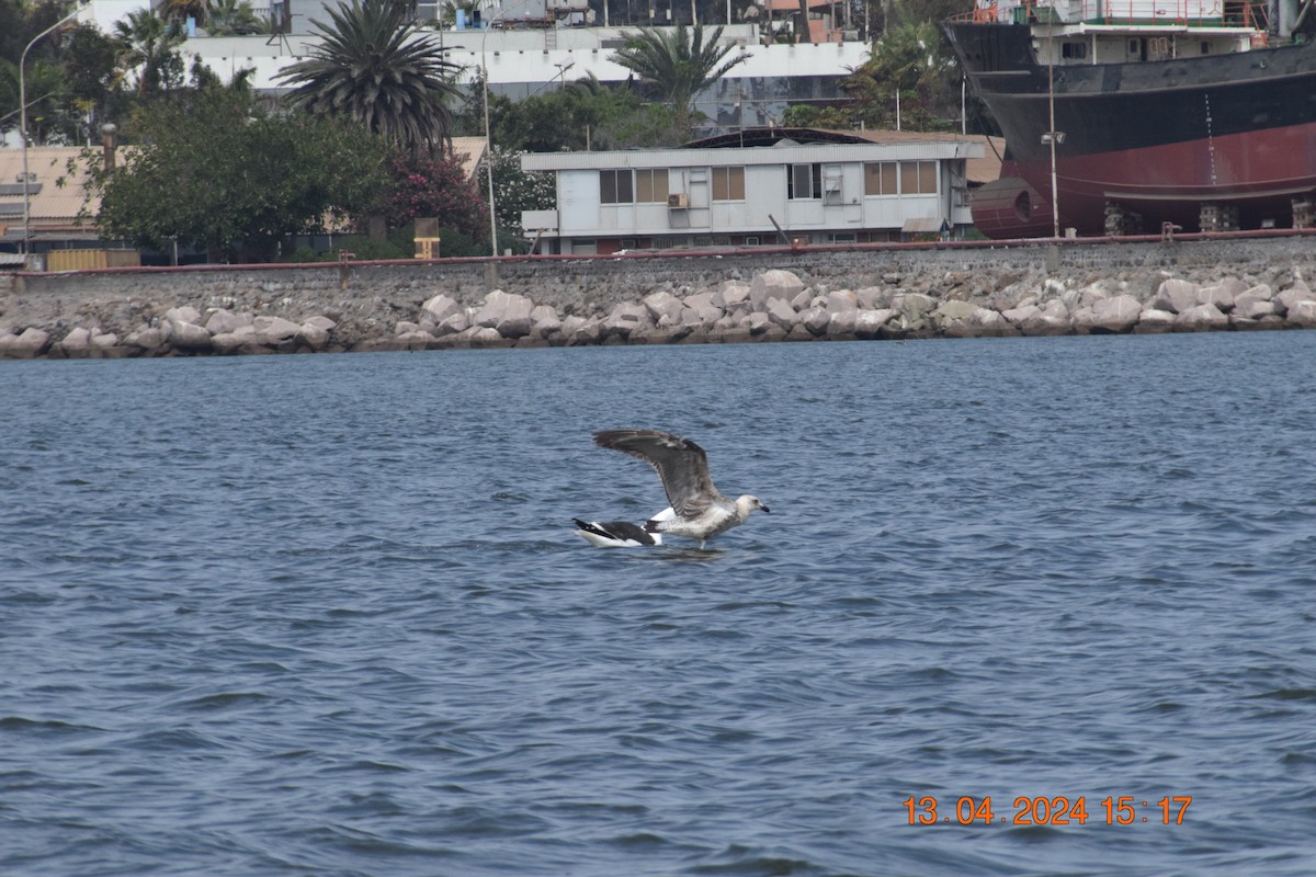 Kelp Gull - Reynaldo Valdivia Reyes