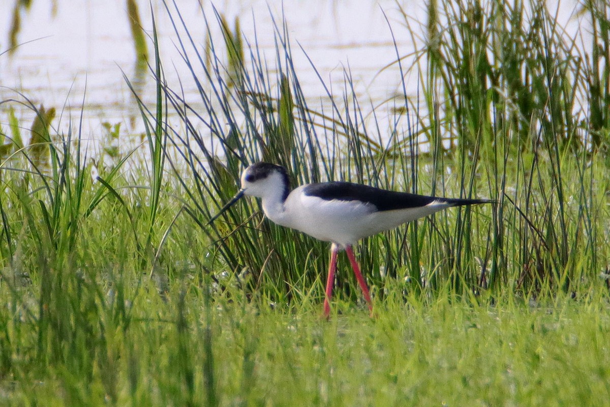 Black-winged Stilt - ML617363166