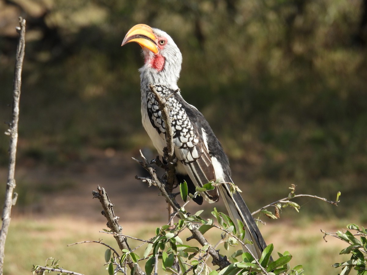 Southern Yellow-billed Hornbill - ML617363169