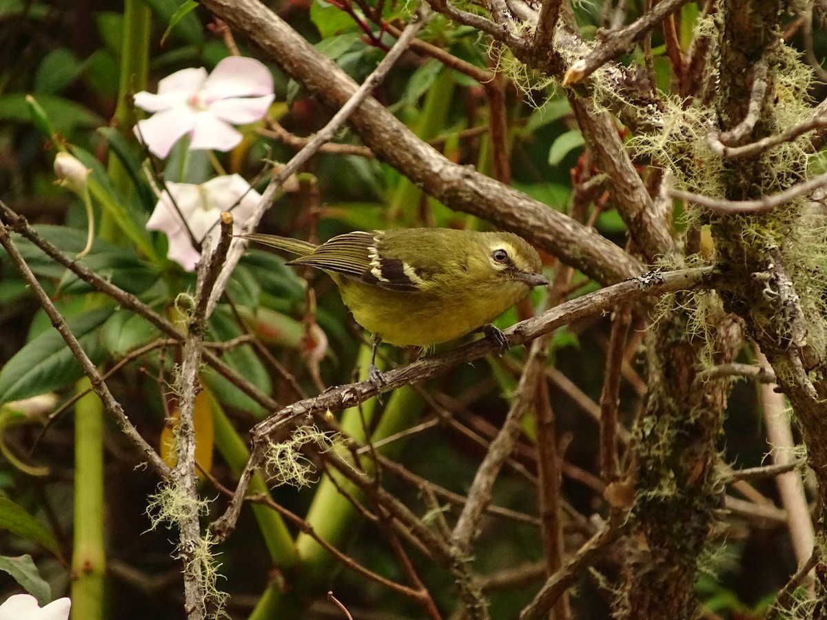 Yellow-winged Vireo - ML617363187