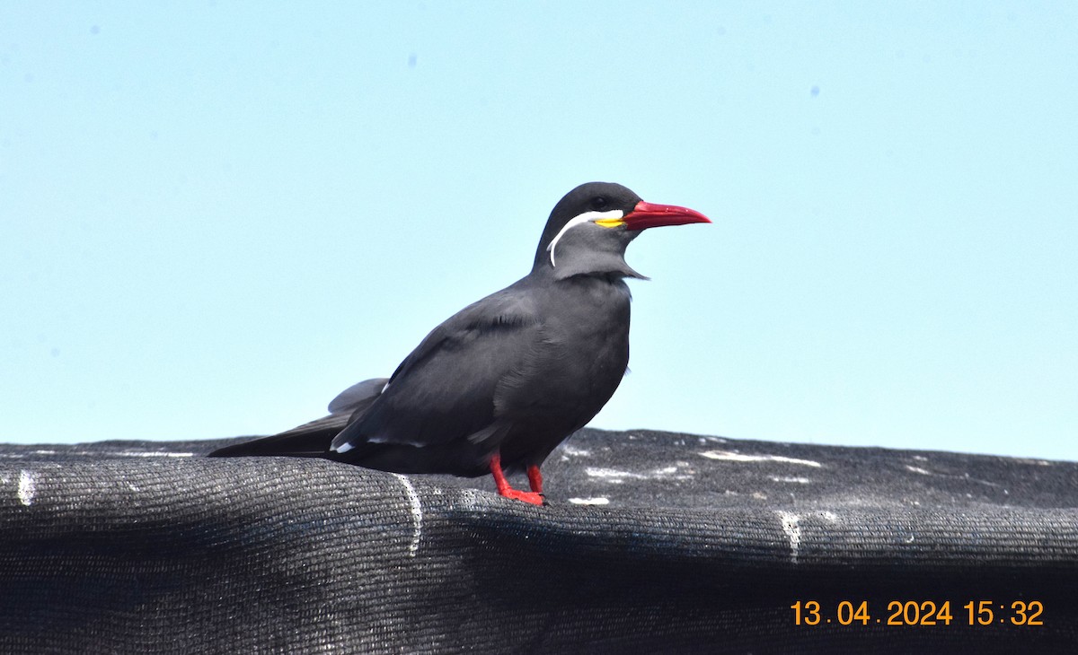 Inca Tern - Reynaldo Valdivia Reyes