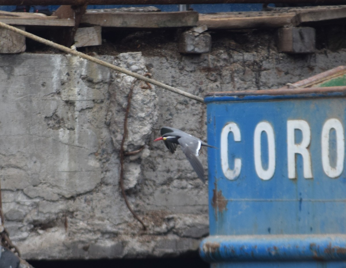 Inca Tern - Reynaldo Valdivia Reyes