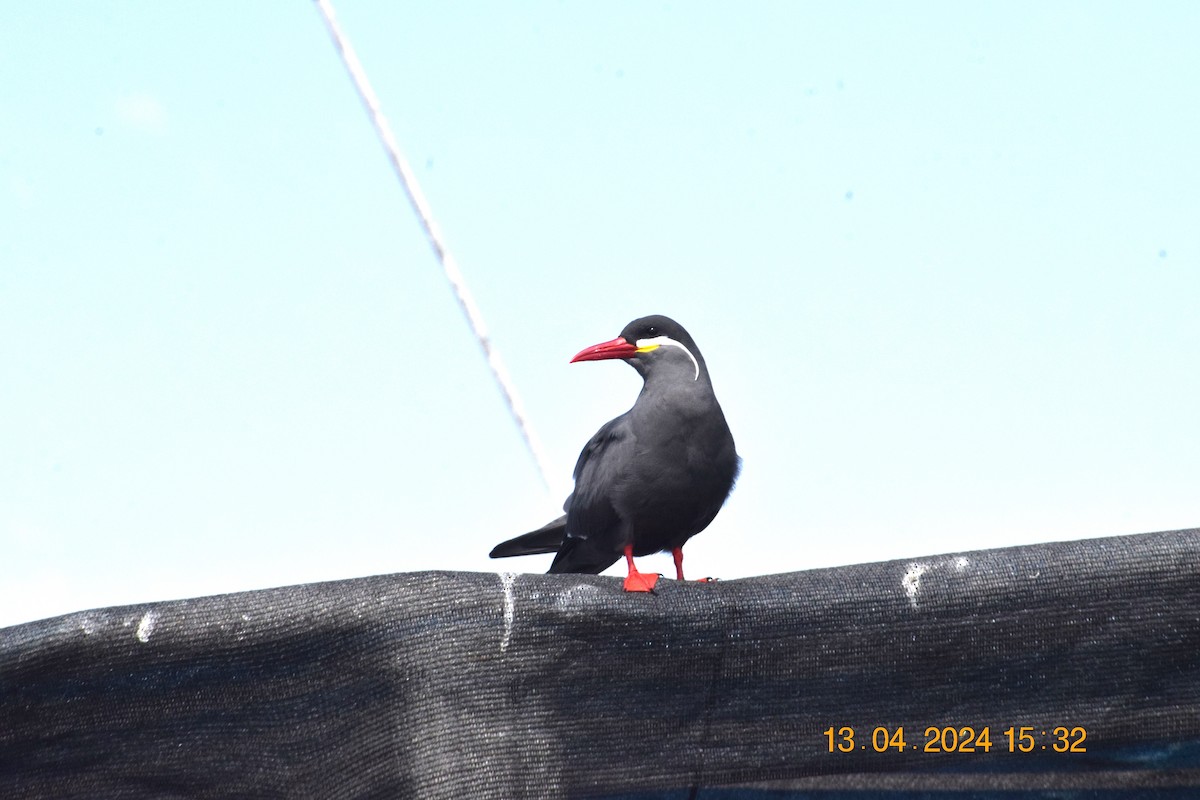 Inca Tern - Reynaldo Valdivia Reyes