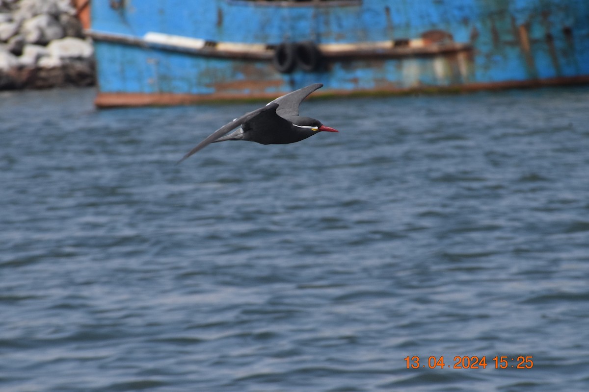 Inca Tern - Reynaldo Valdivia Reyes