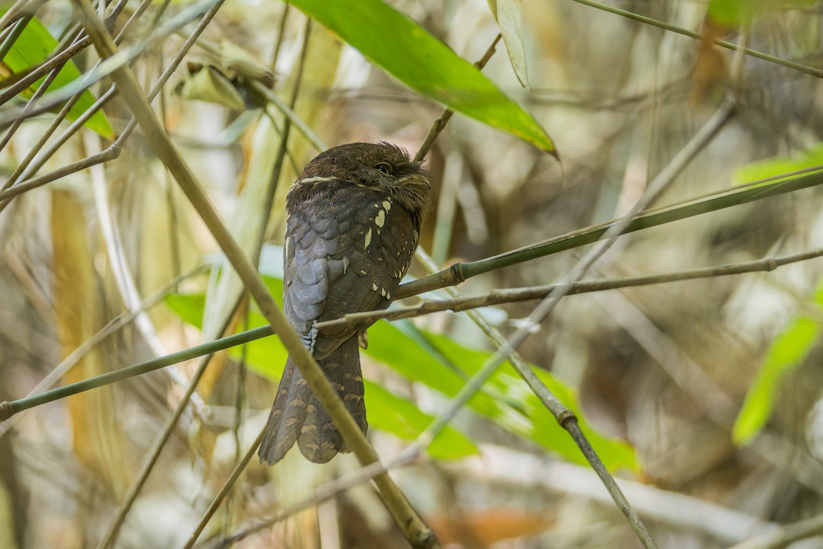 Gould's Frogmouth - ML617363207