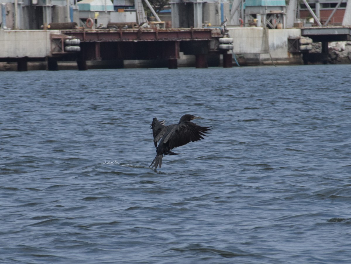 Neotropic Cormorant - Reynaldo Valdivia Reyes