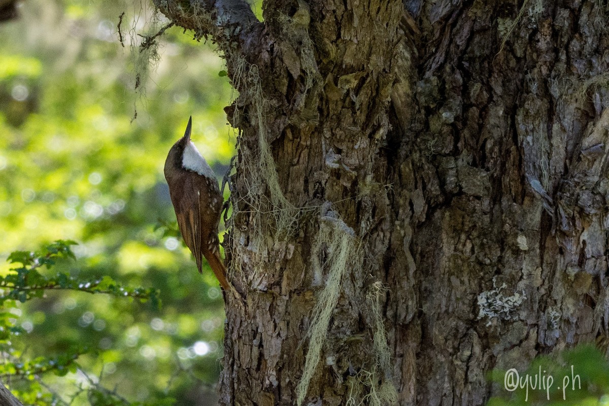 White-throated Treerunner - ML617363213