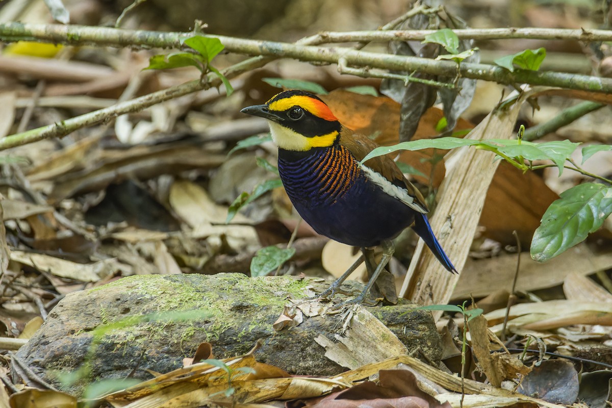 Malayan Banded-Pitta - ML617363217