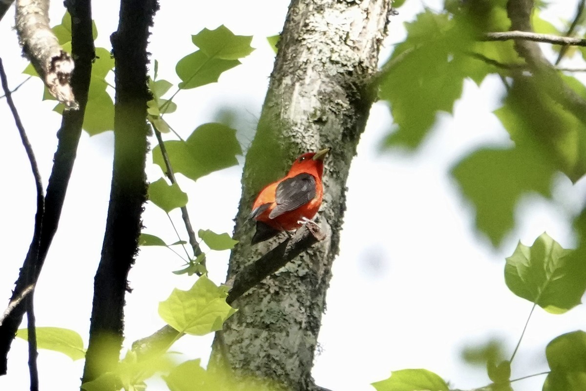 Scarlet Tanager - ML617363229