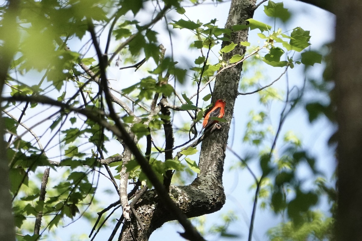 Scarlet Tanager - ML617363230