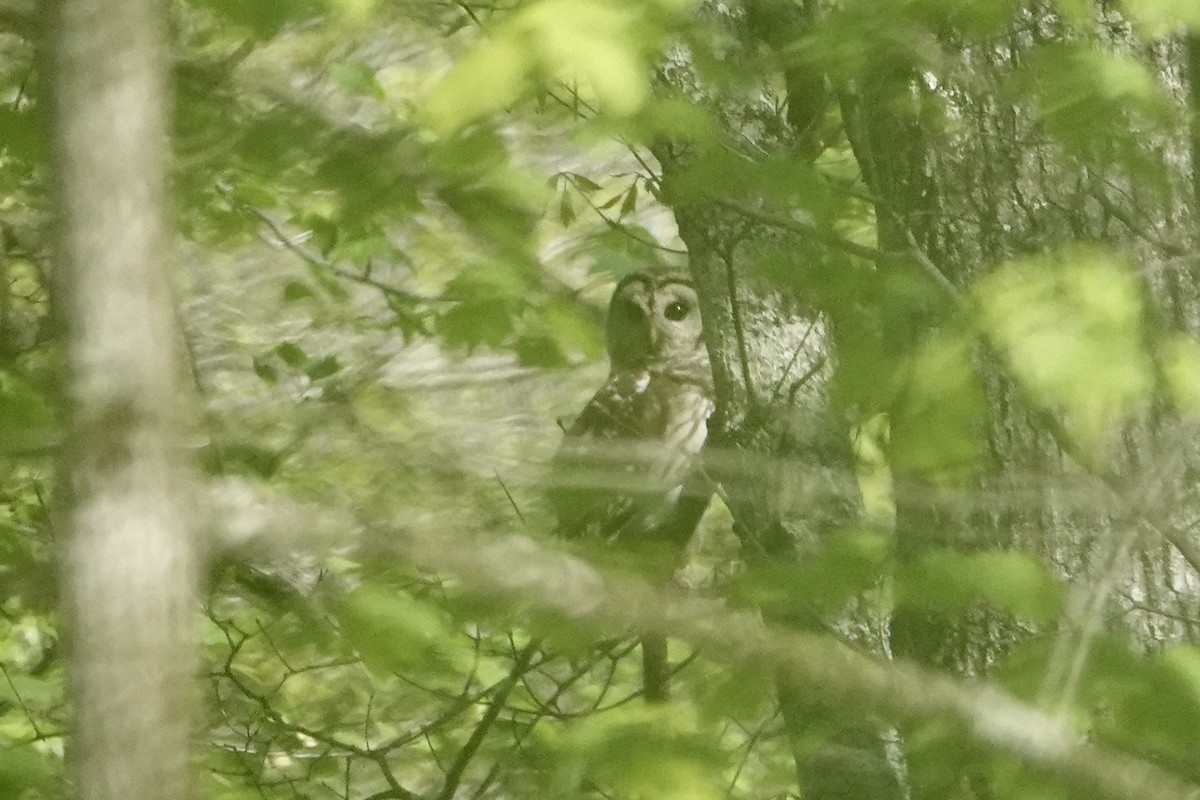 Barred Owl - ML617363247