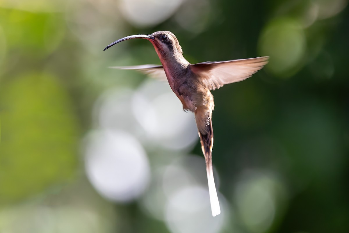 Long-billed Hermit - Sandy & Bob Sipe