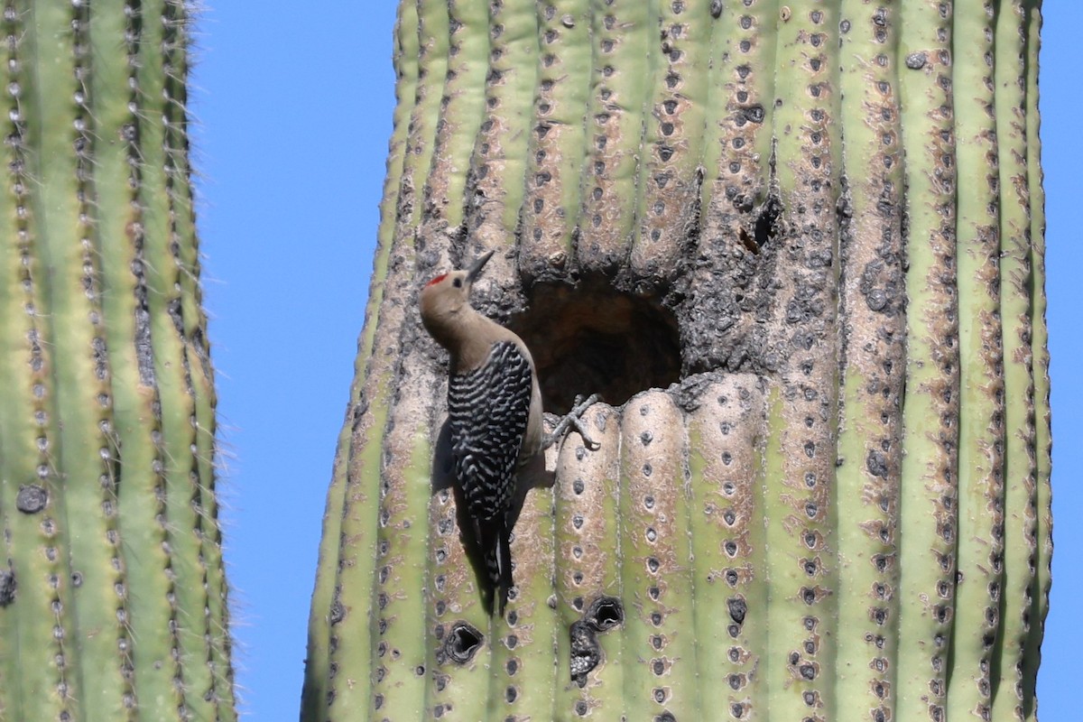 Gila Woodpecker - David Nelson