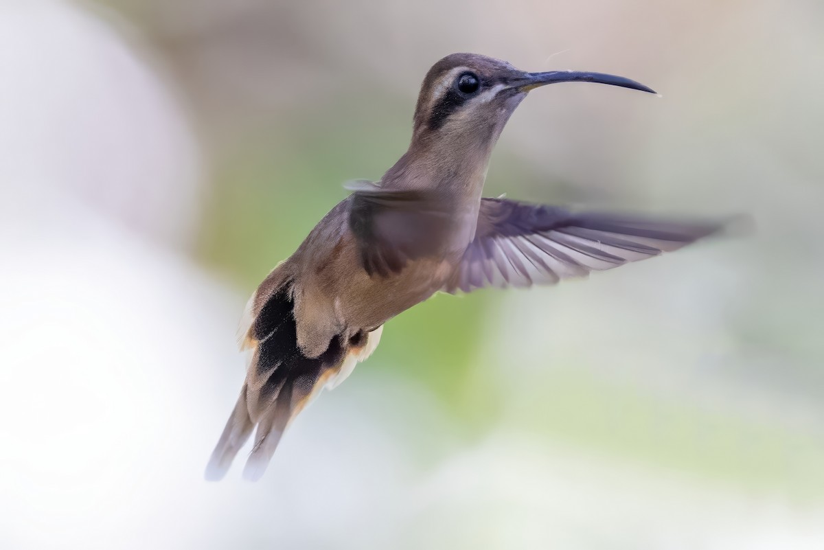 Long-billed Hermit - ML617363289