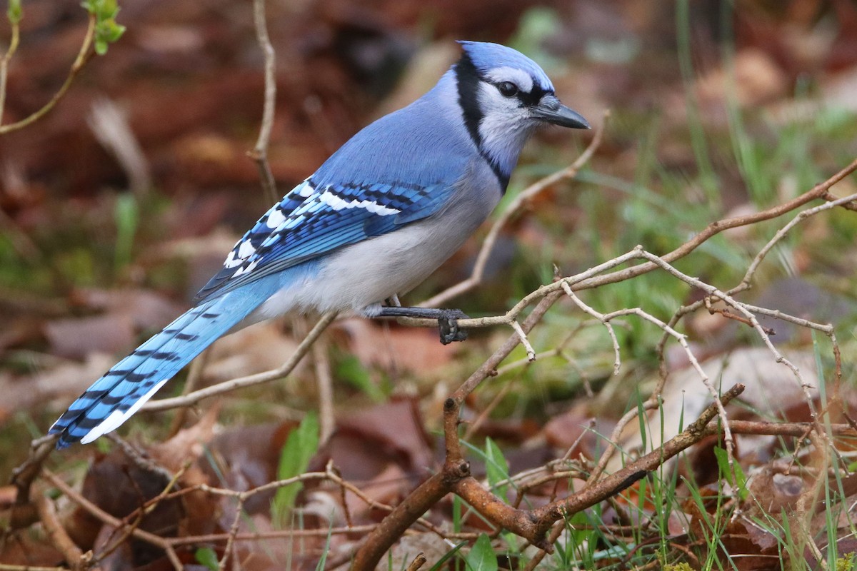 Blue Jay - ML617363307