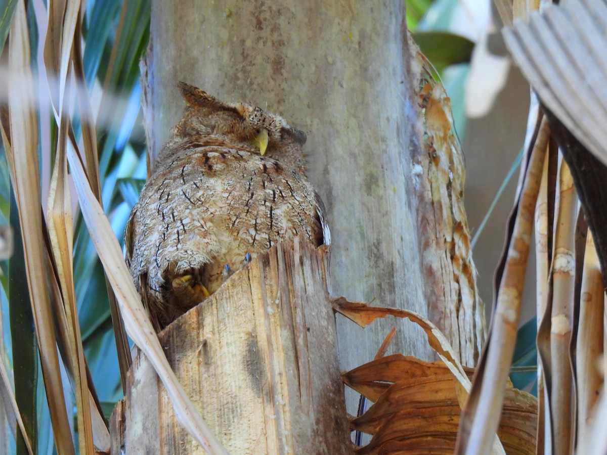 Pacific Screech-Owl - Daniel Martínez