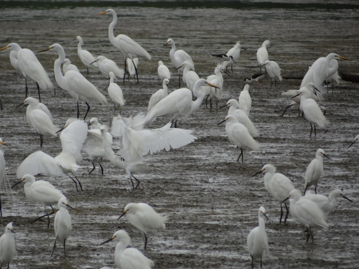 Snowy Egret - ML617363350