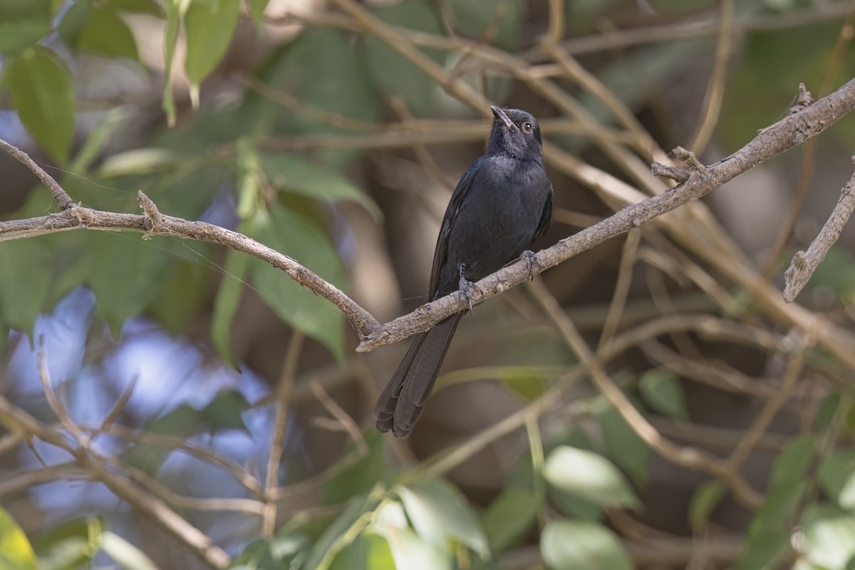 Kuzeyli Drongo Sinekkapanı - ML617363381