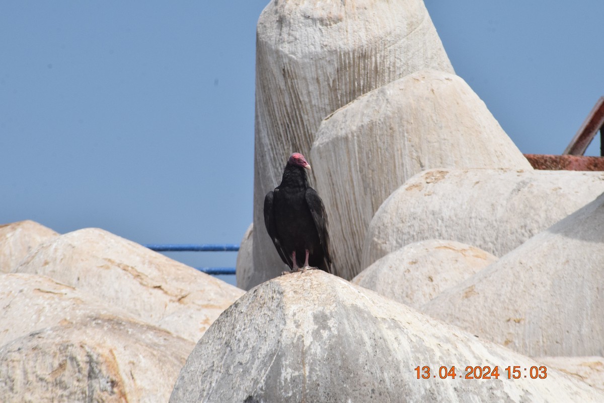 Turkey Vulture - Reynaldo Valdivia Reyes