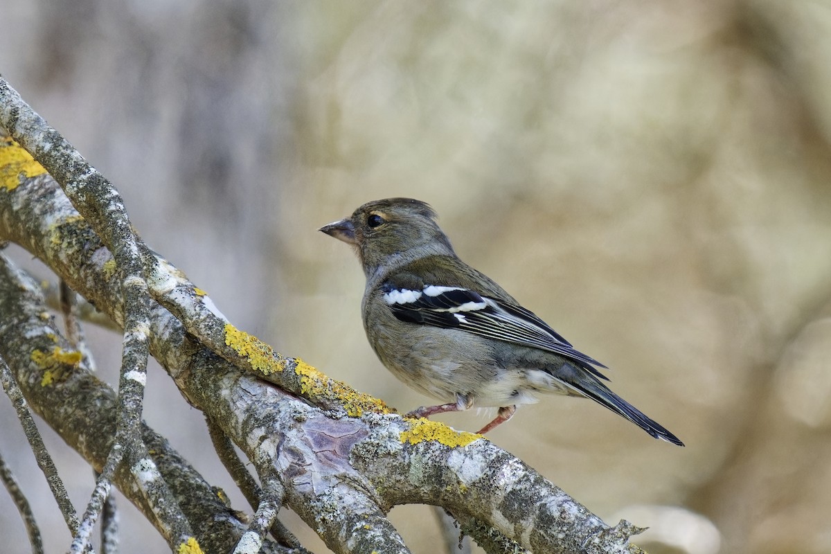 Common Chaffinch - ML617363405