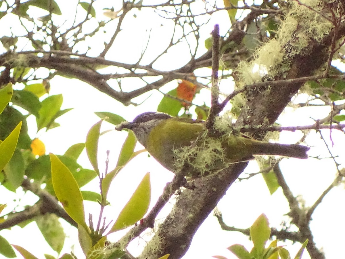 Sooty-capped Chlorospingus - ML617363406