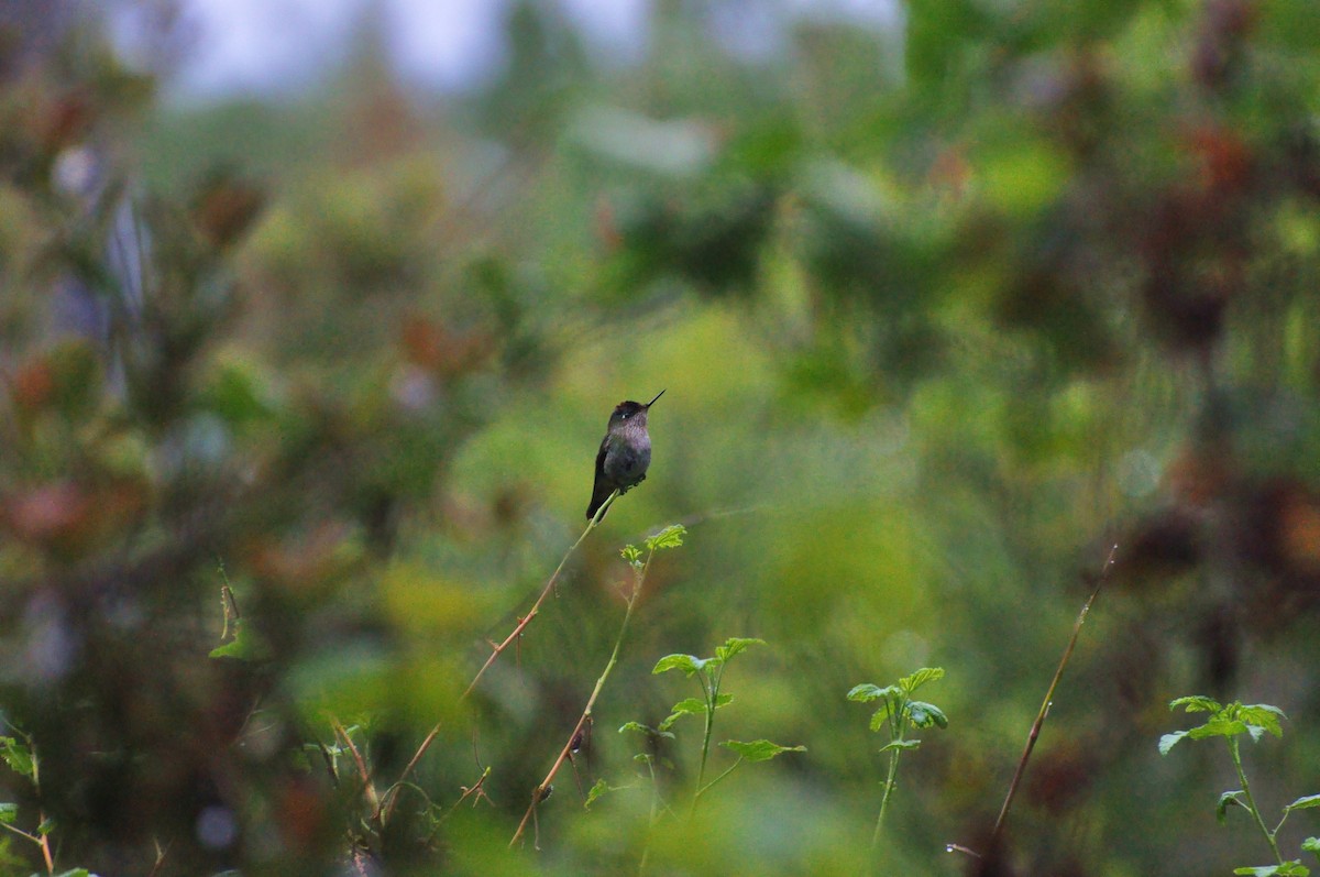 Green-backed Firecrown - Abigail Duvall