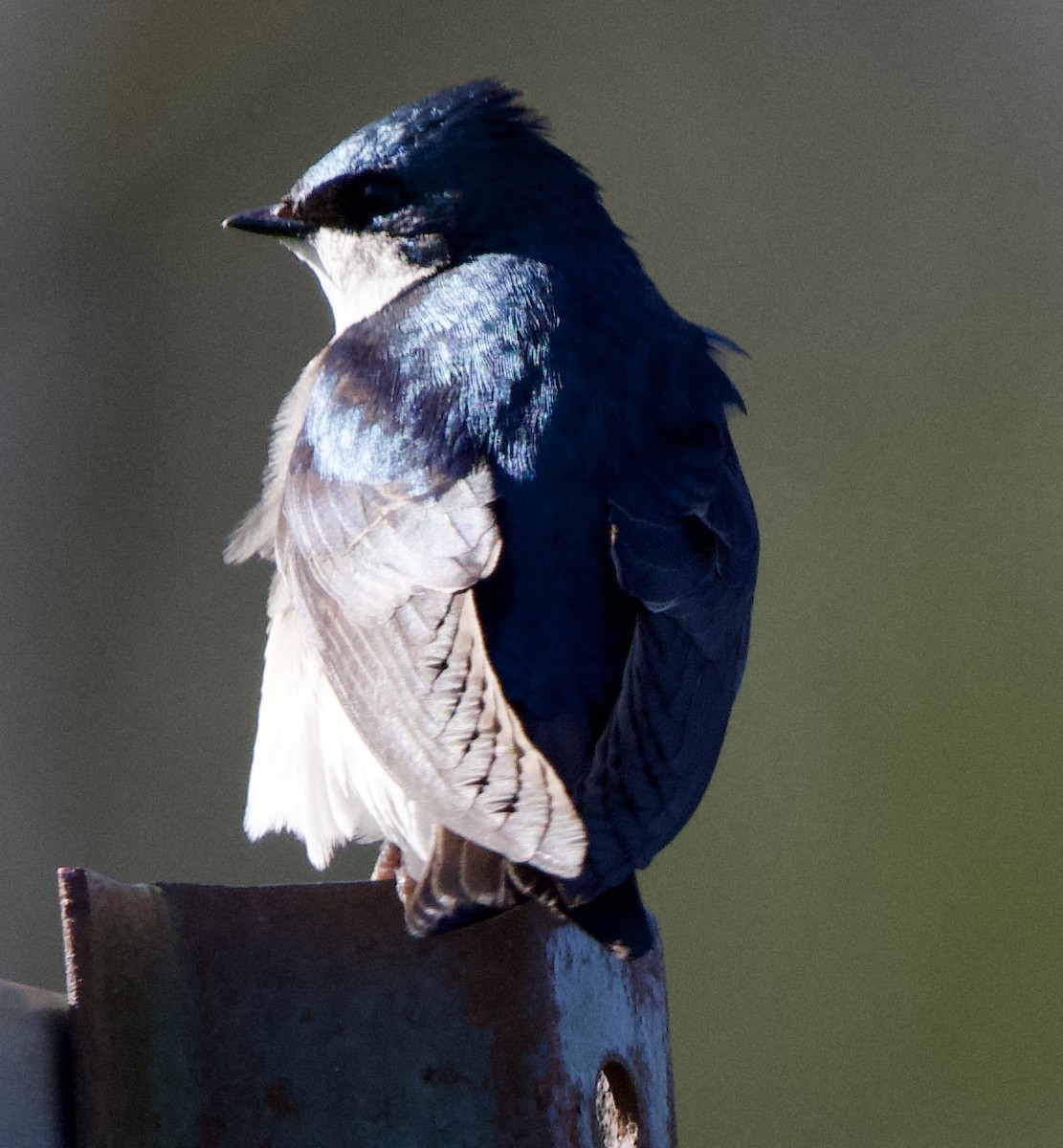 Tree Swallow - ML617363531