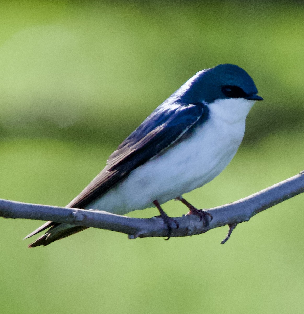 Tree Swallow - ML617363533