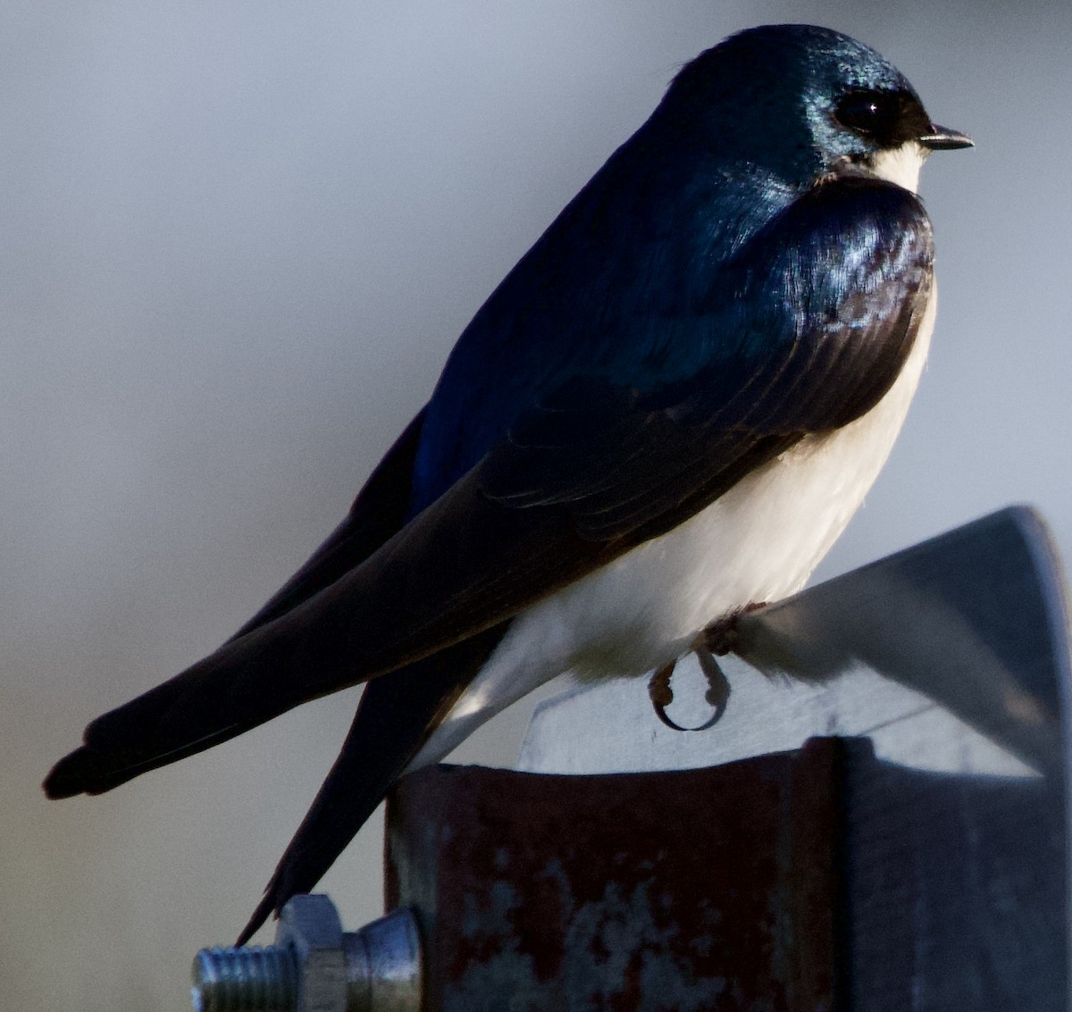 Tree Swallow - ML617363535