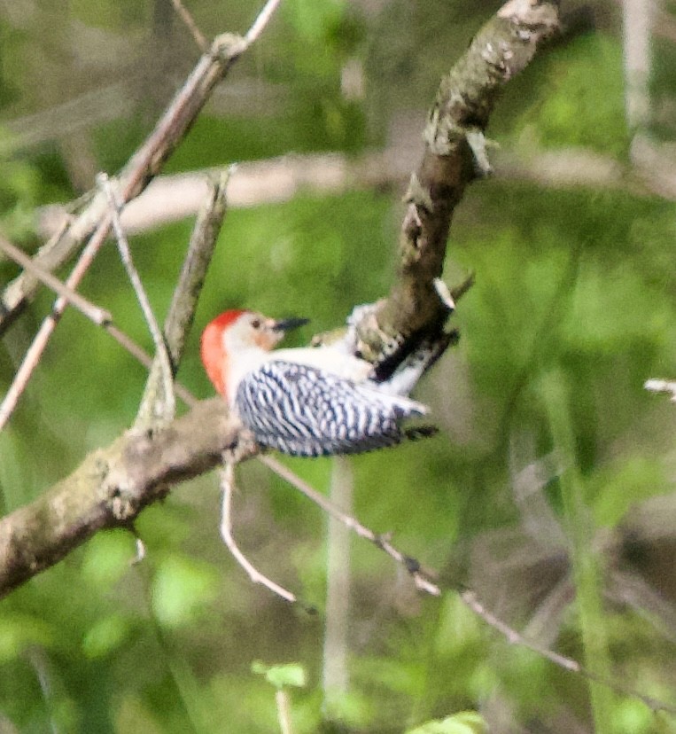 Red-bellied Woodpecker - ML617363554