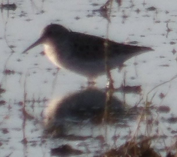 Western Sandpiper - ML617363613